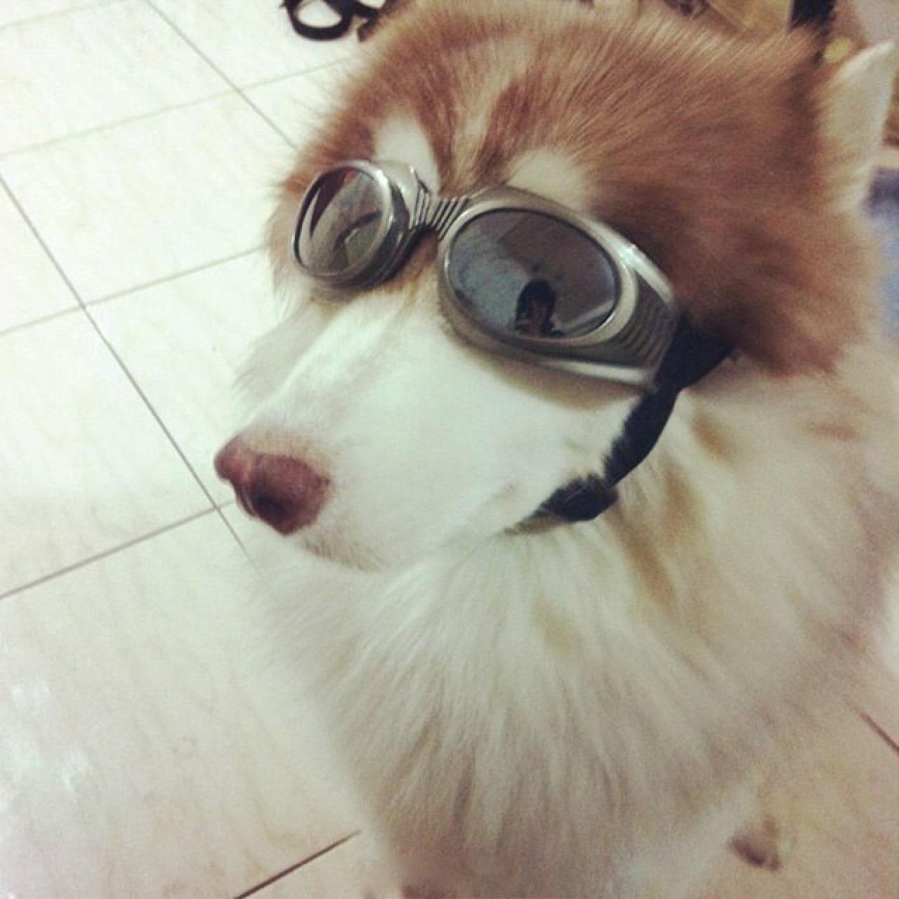 阿拉斯加雪橇犬戴着墨镜的帅气头像