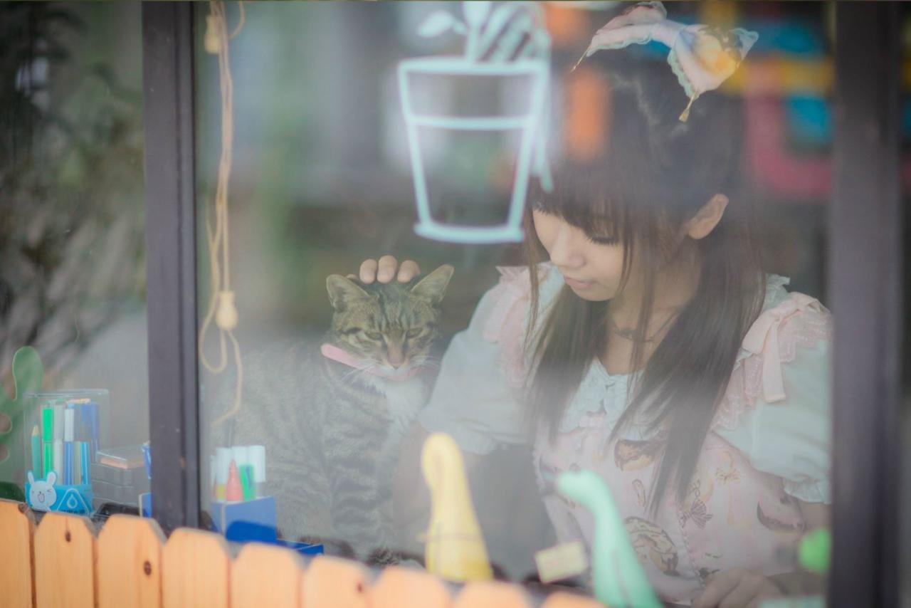在窗外拍摄圆辛子摸小猫咪头的情景