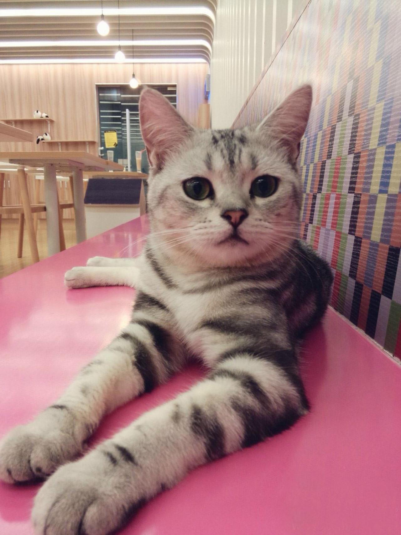 小猫咪扒在粉色板子上，瞪大眼睛、竖起耳朵看着镜头
