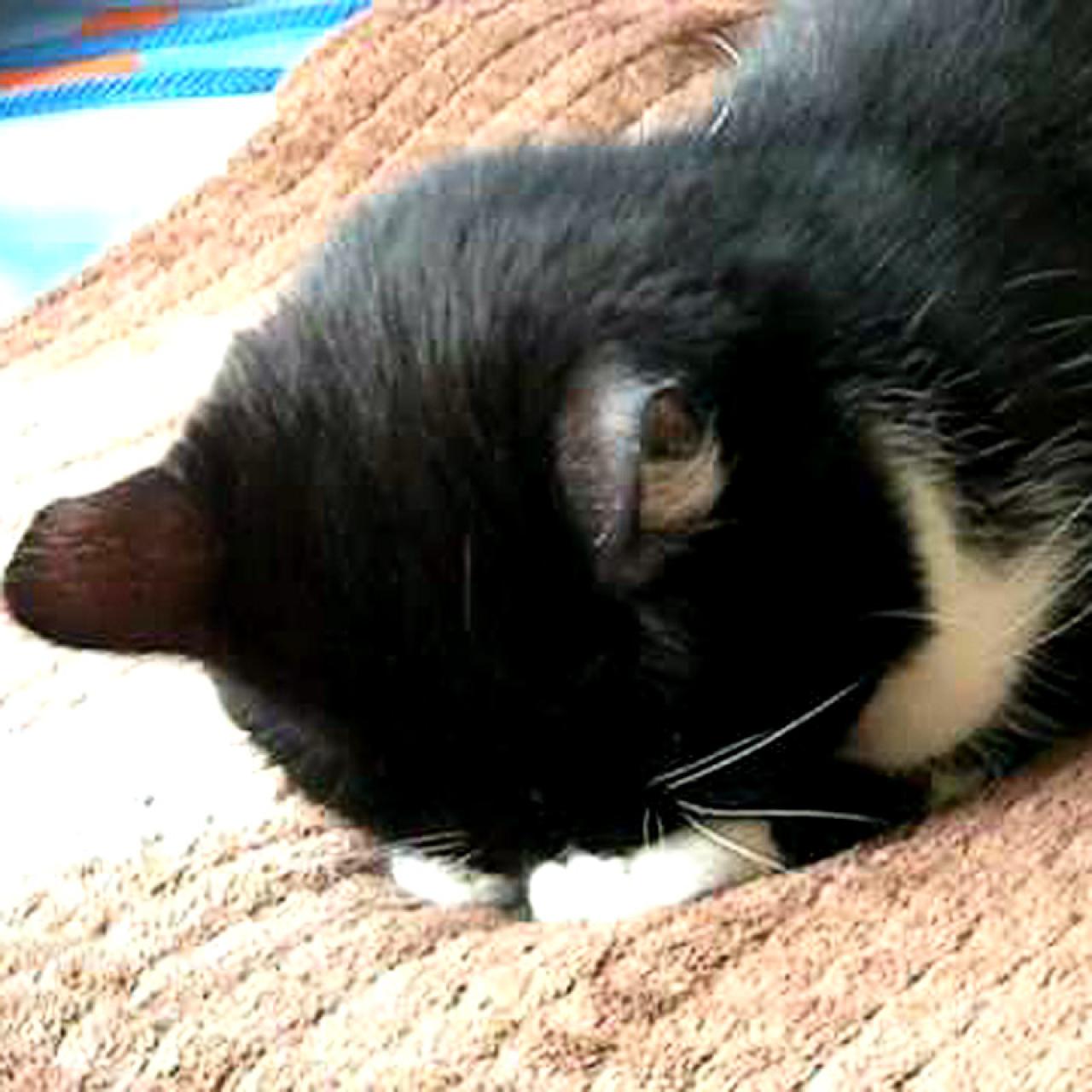 黑白色毛发扒在毯子上的埋头猫咪拜托了头像