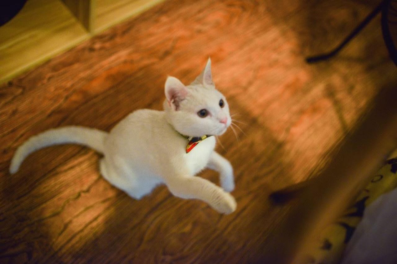 白色猫咪抬起前脚
