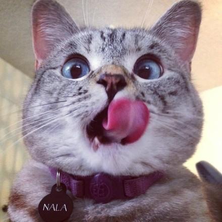 nala伸出舌头舔着嘴巴的表情