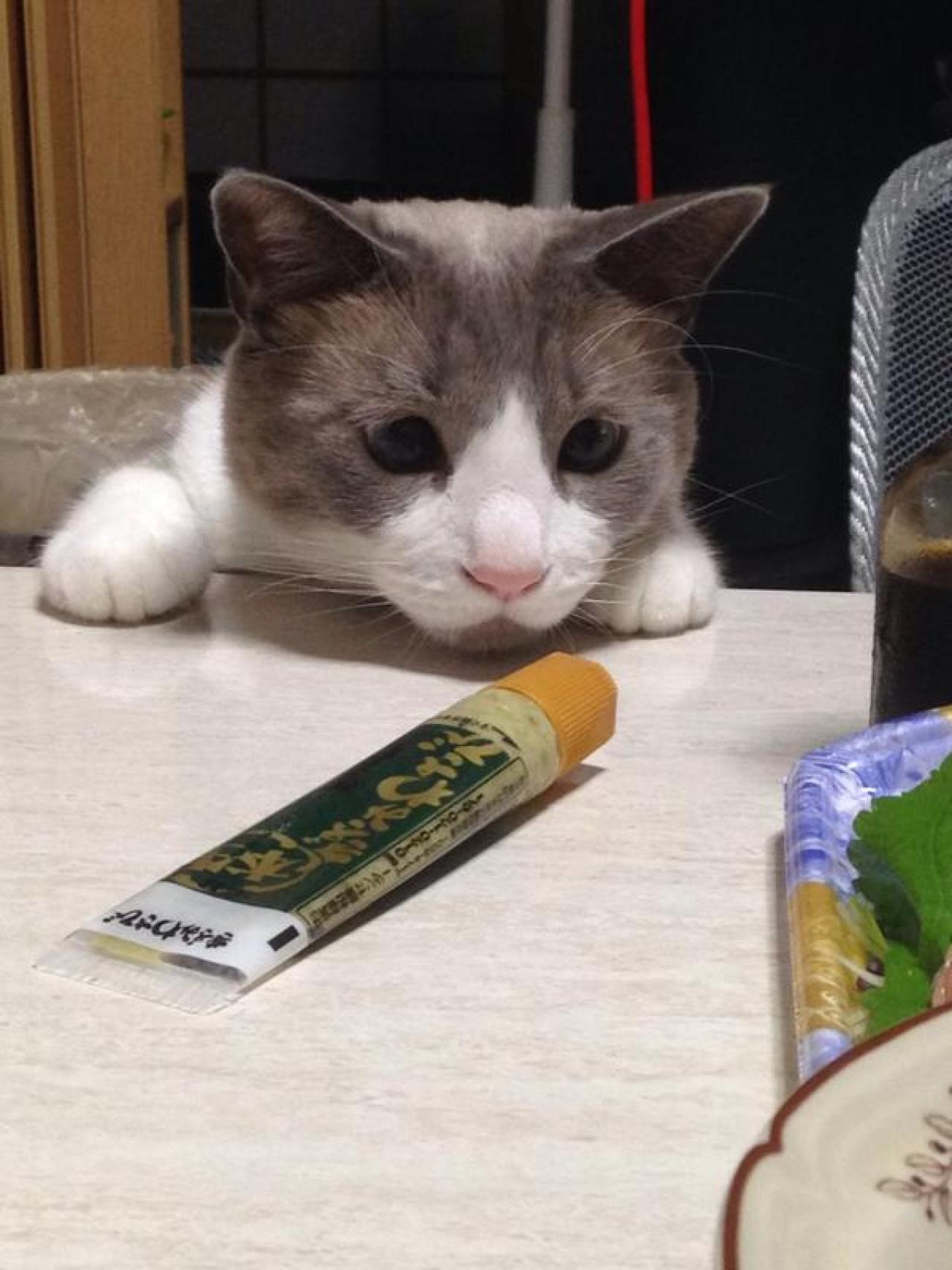 主人扔给猫咪一管芥末酱，猫咪用鼻子嗅了嗅