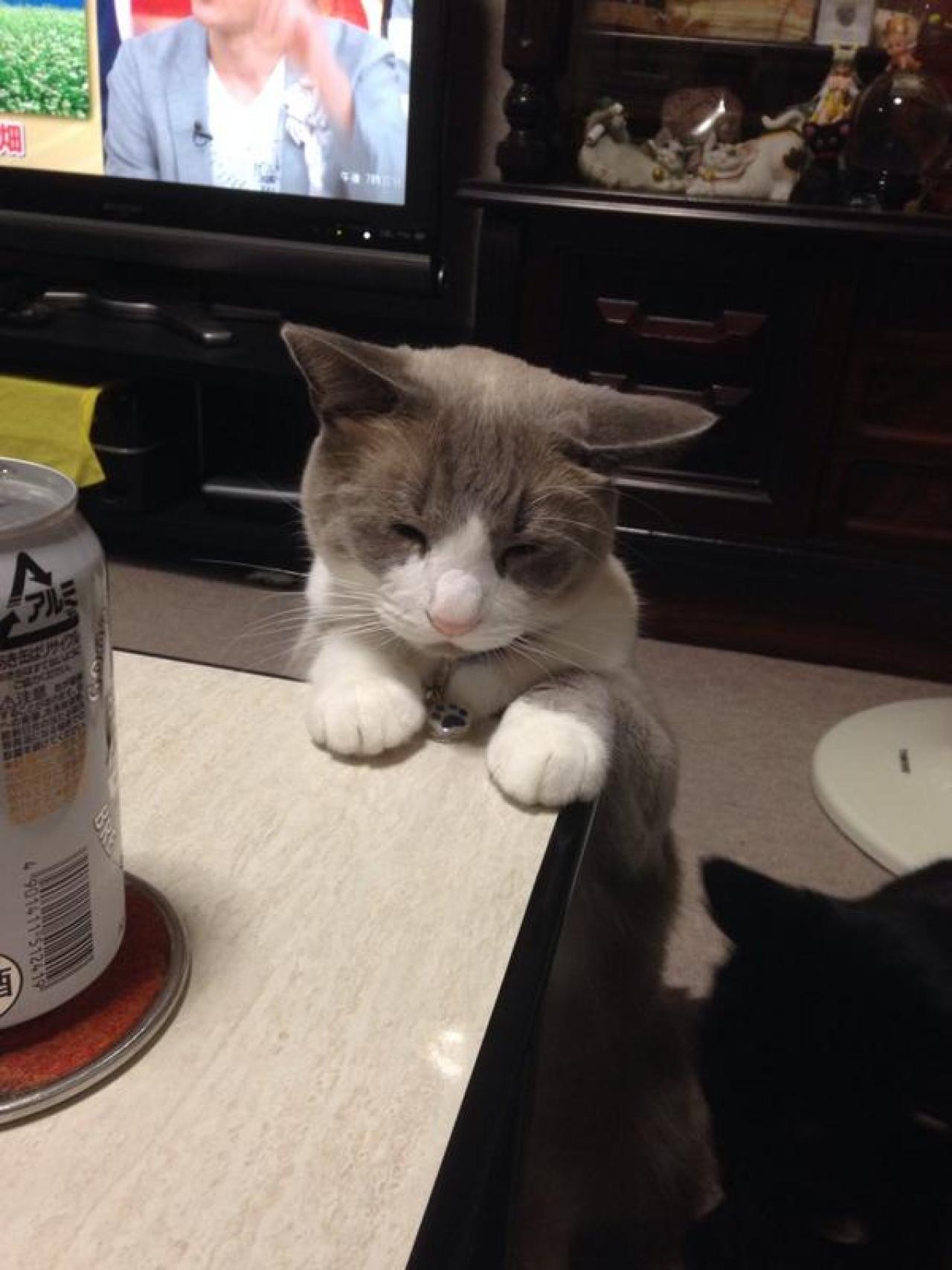 猫咪双爪撑在桌面，想要吃鱼，却困得睁不开眼睛的呆萌模样
