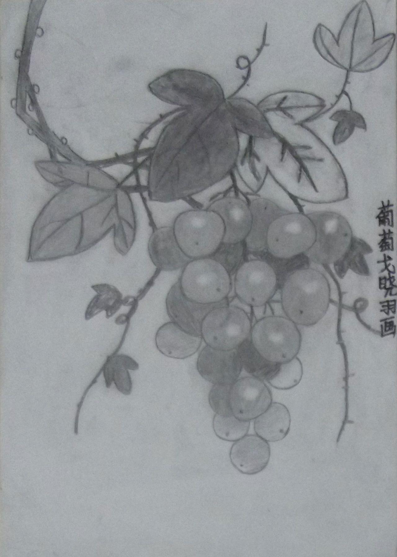 花卉素描葡萄 戈晓羽画