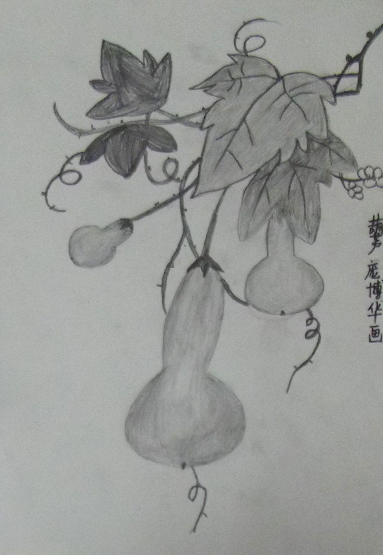 花卉素描 葫芦 庞博华画