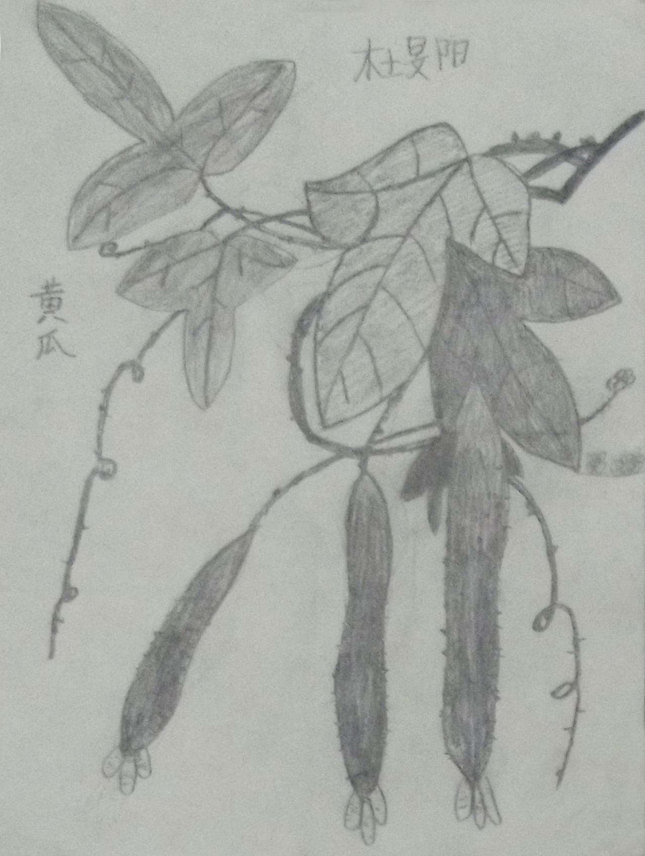 花卉素描 黄瓜 杜旻阳画