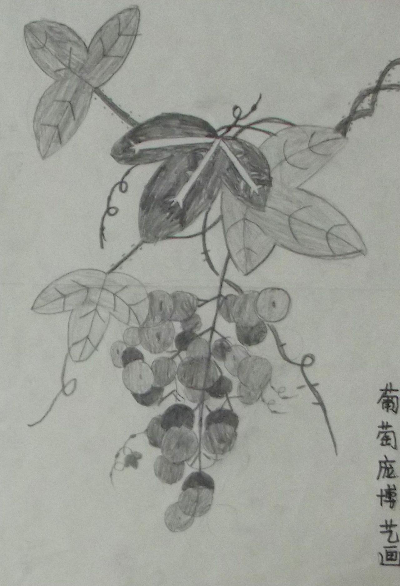 花卉素描 葡萄 庞博艺画