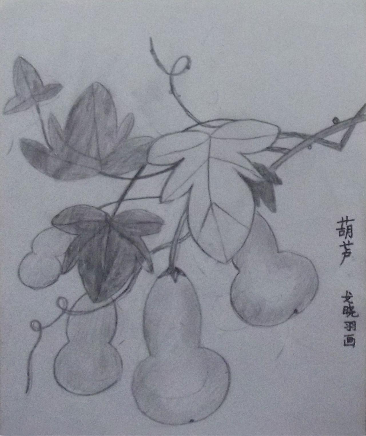 花卉素描 葫芦 戈晓羽画