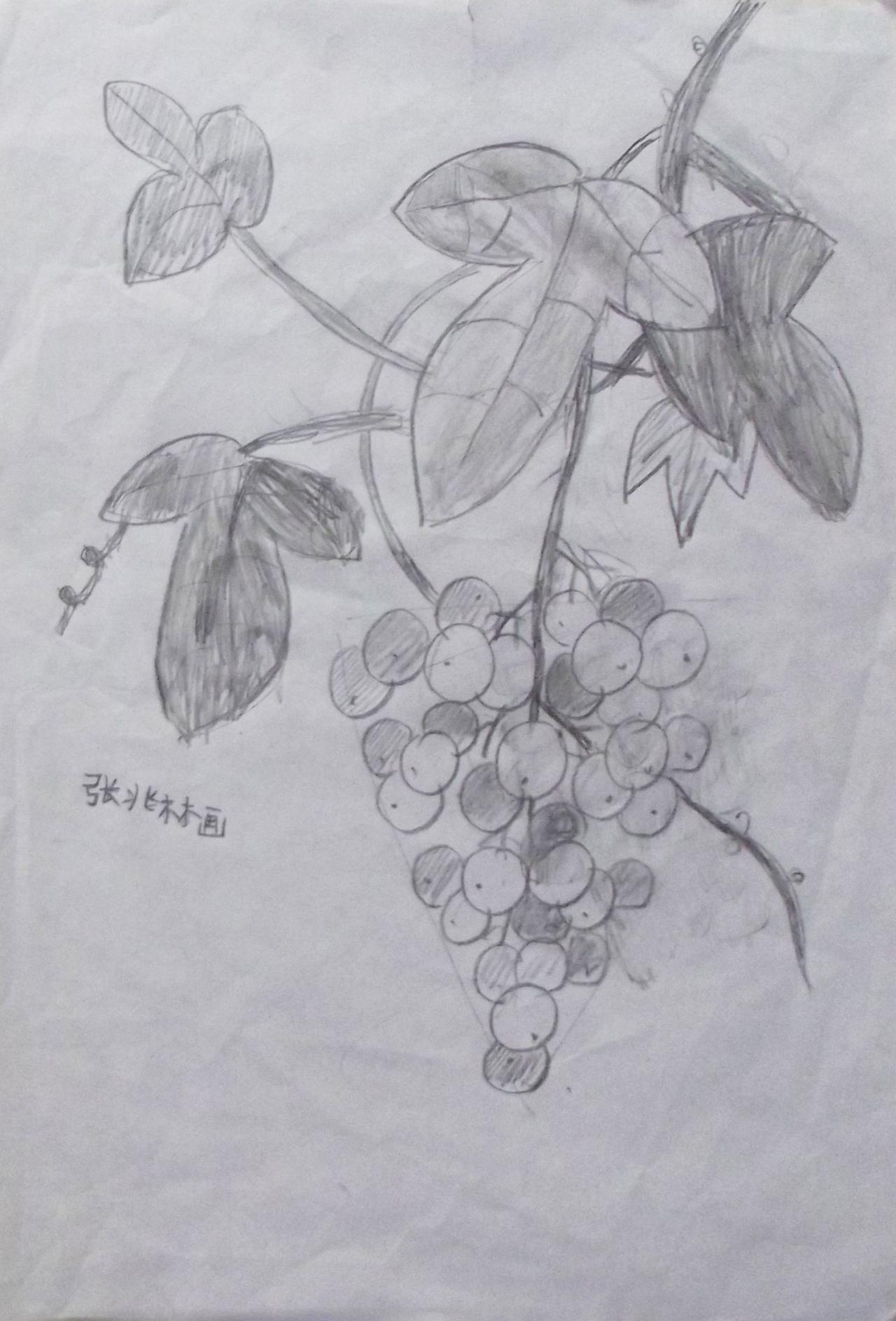花卉素描 葡萄 张兆林画
