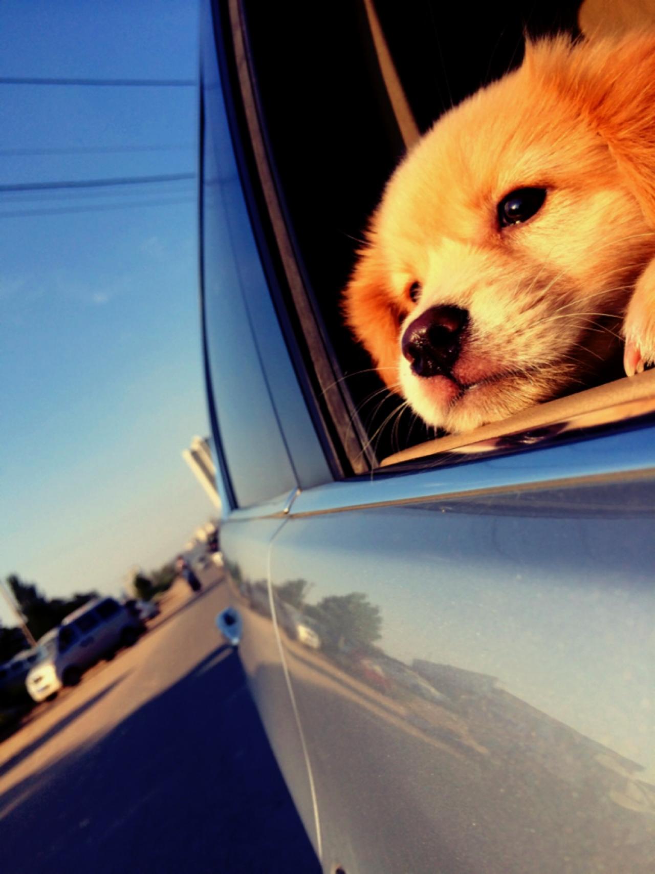 金毛狗扒在车窗，眼神凝重地看着窗外