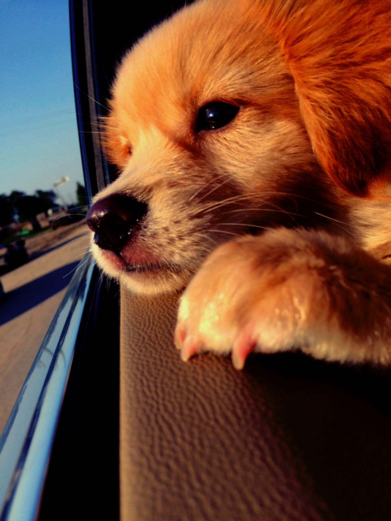金毛狗双爪扒在车窗上，看着窗外