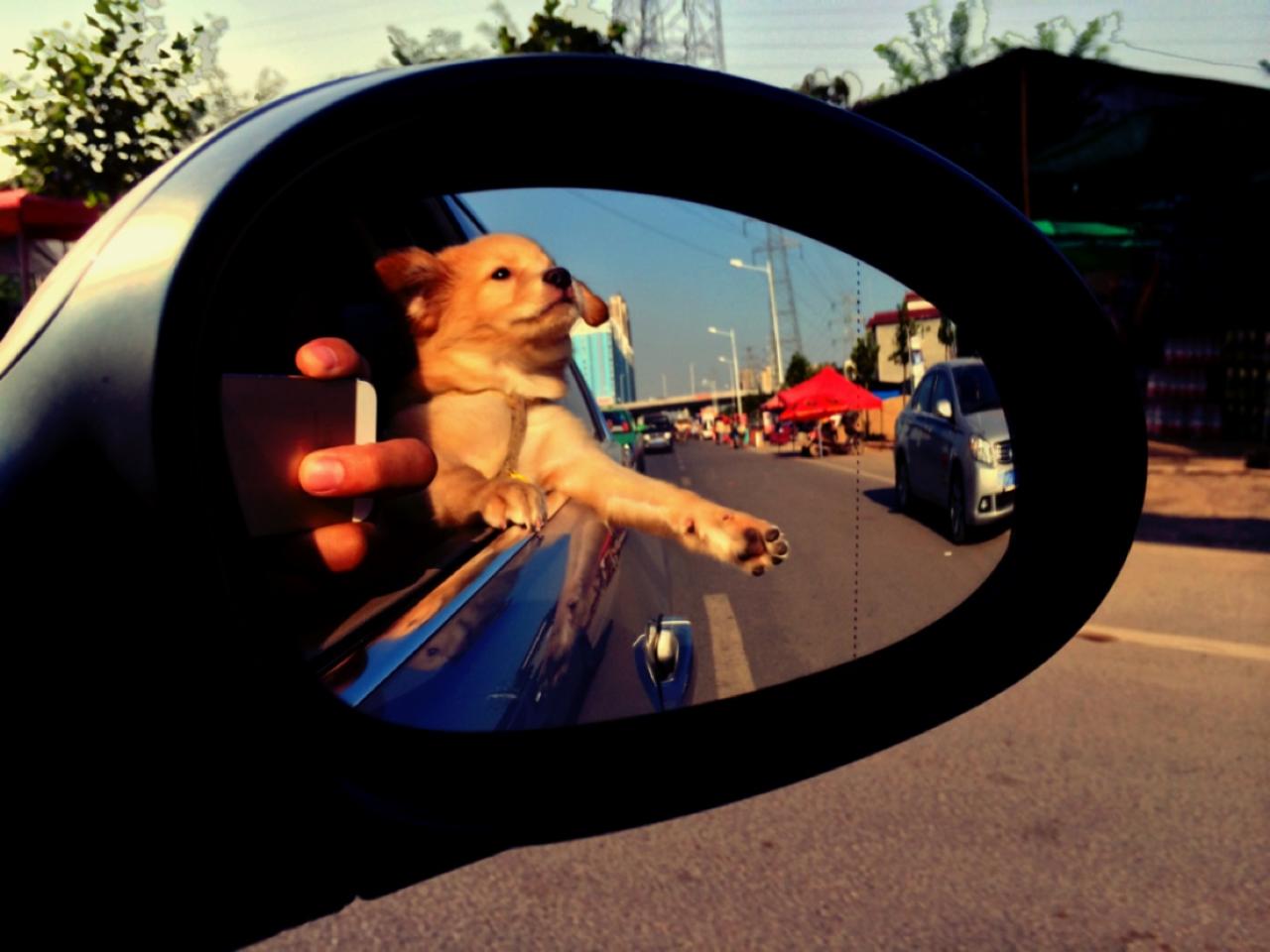 车子的后视镜里的金毛狗