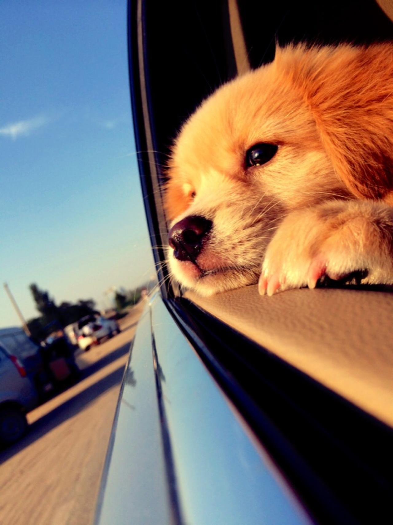 金毛狗扒在车窗静静地看着窗外