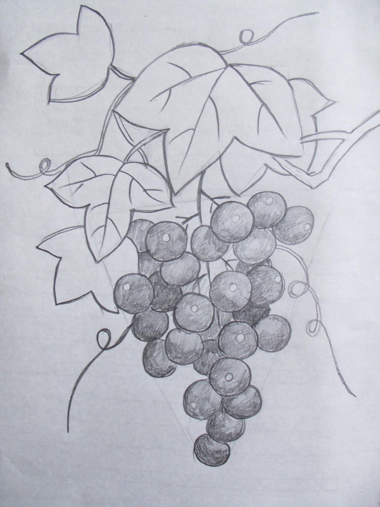 第三步，画出叶子的叶茎，排出葡萄完整的调子