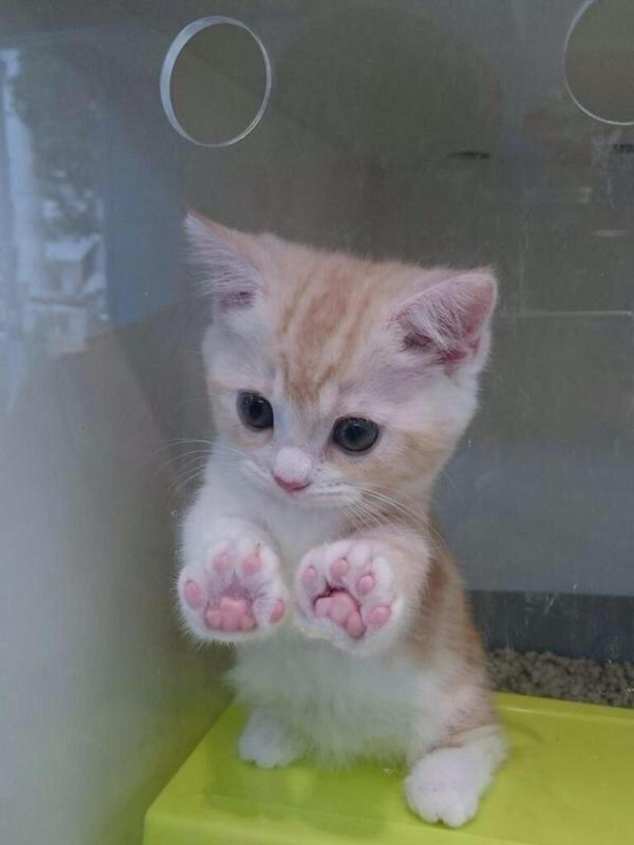 双爪扒在玻璃上低着头的幼猫