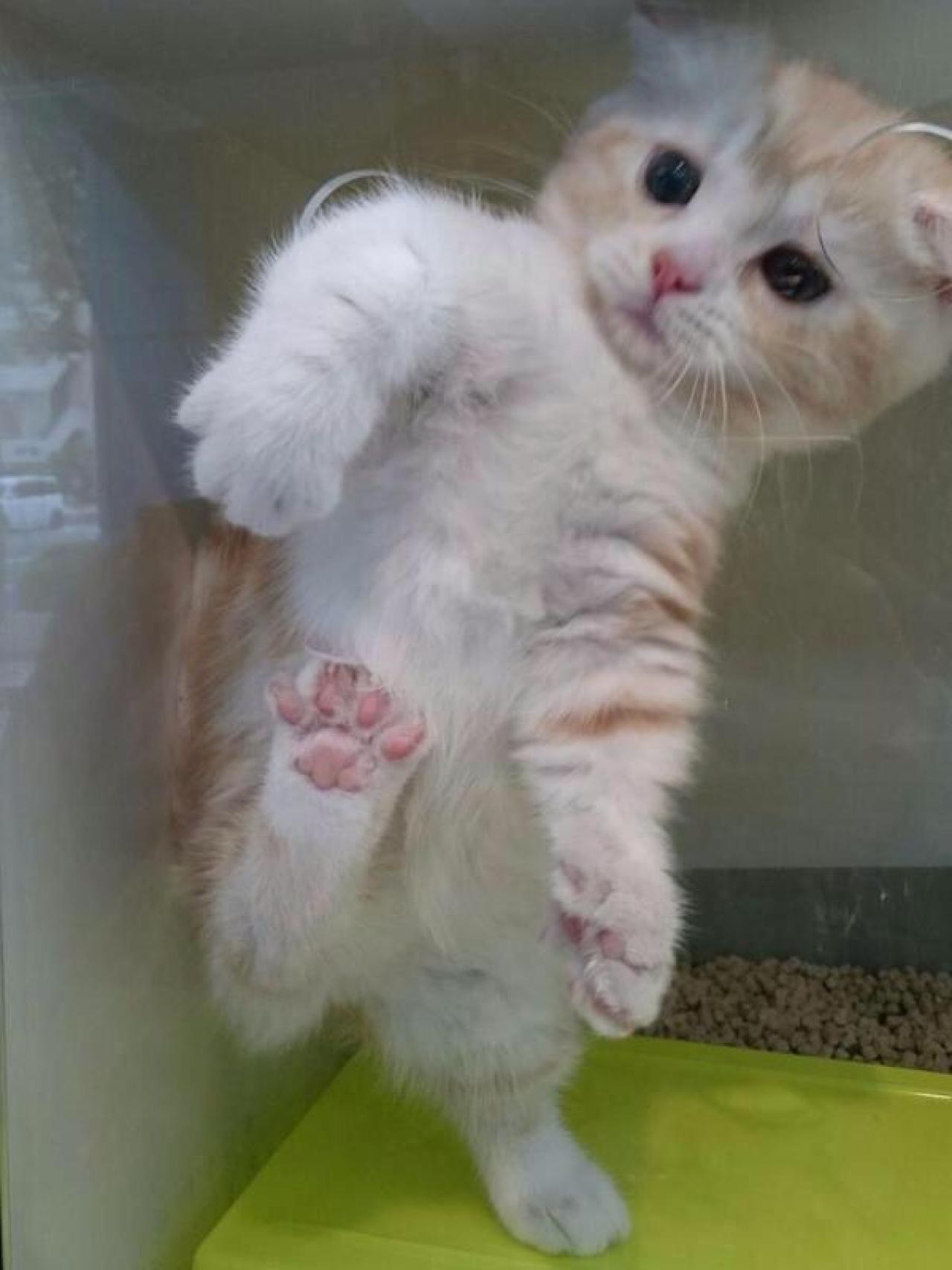 伸爪蹬腿扒在玻璃洞孔的幼猫
