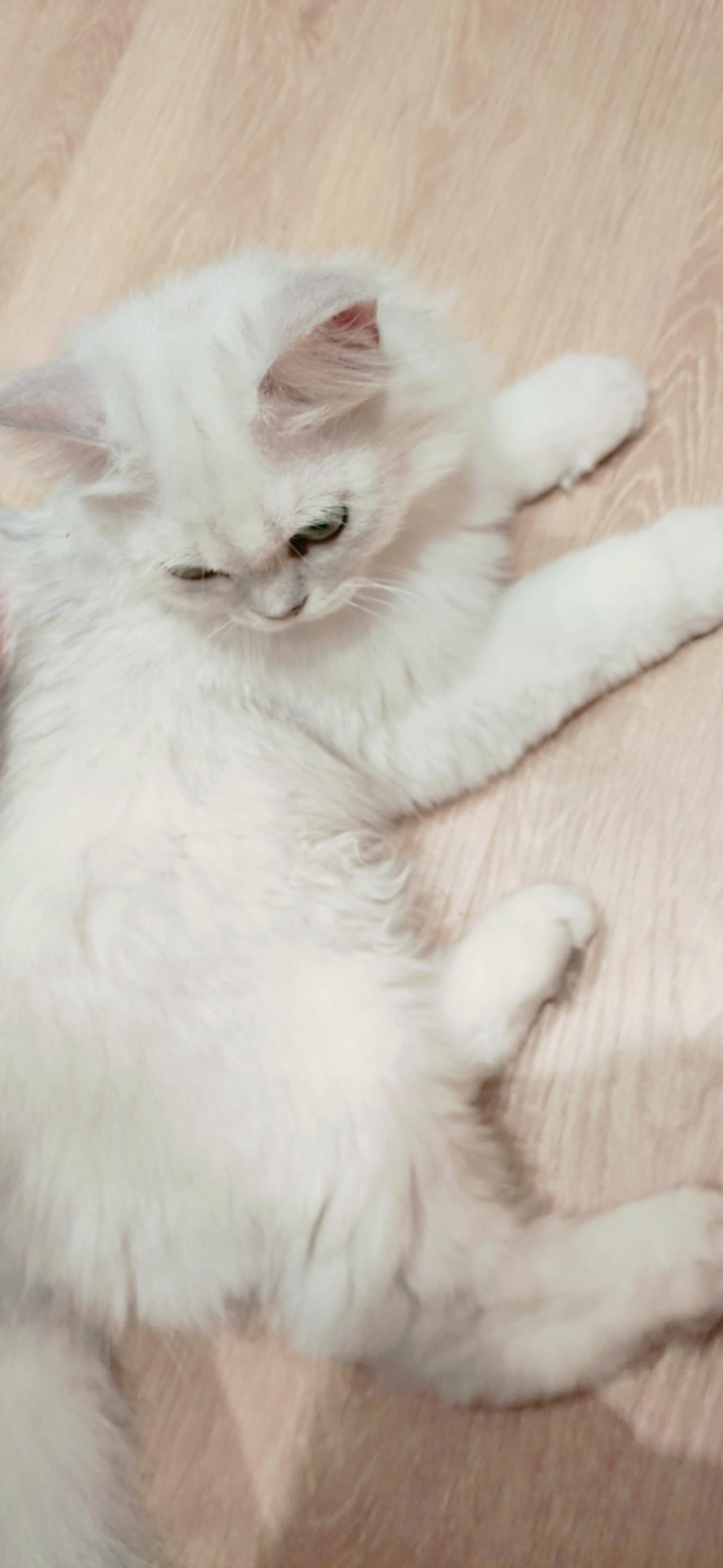 趴在木地板上的白色猫咪 竖屏手机壁纸
