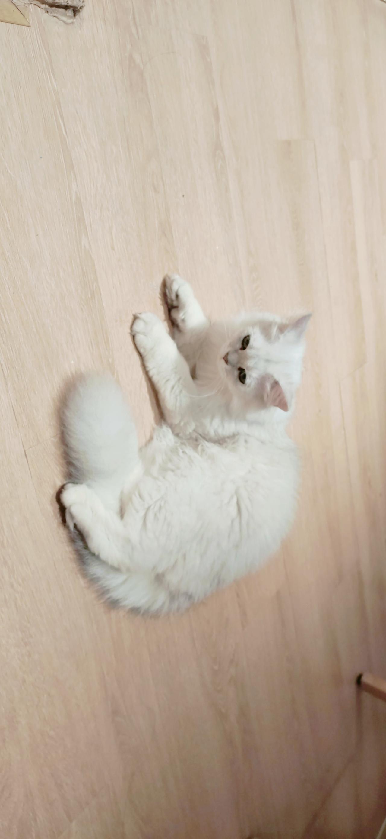 趴在木地板的白色猫咪 横屏电脑壁纸