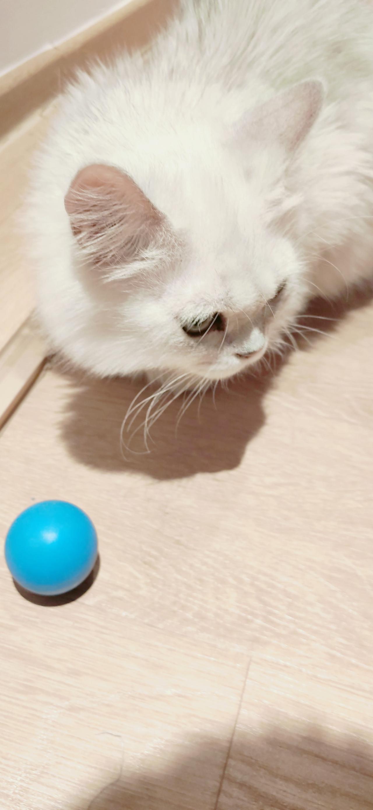 趴在木地板的白色猫咪和蓝色球 竖屏手机壁纸
