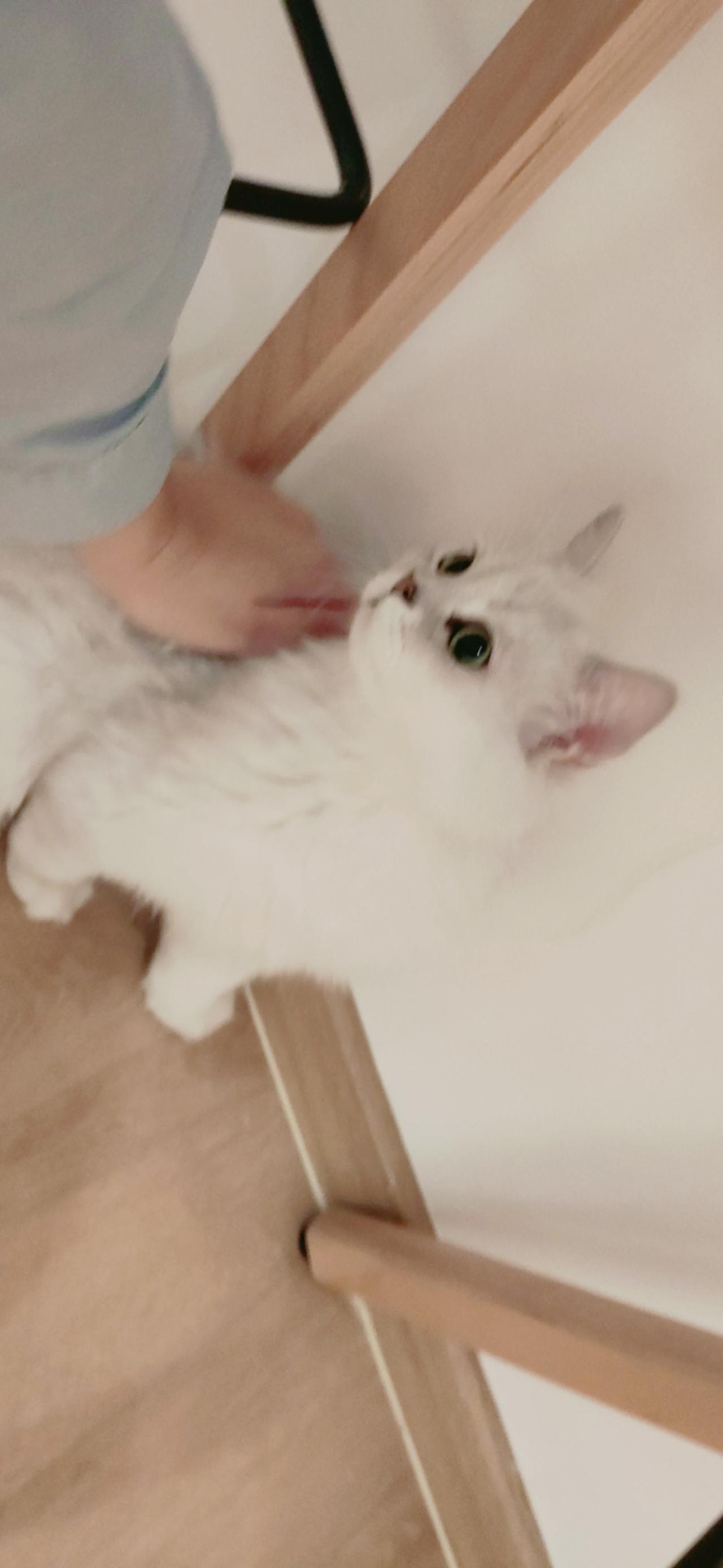 正在被抚摸的白色猫咪 横屏电脑壁纸