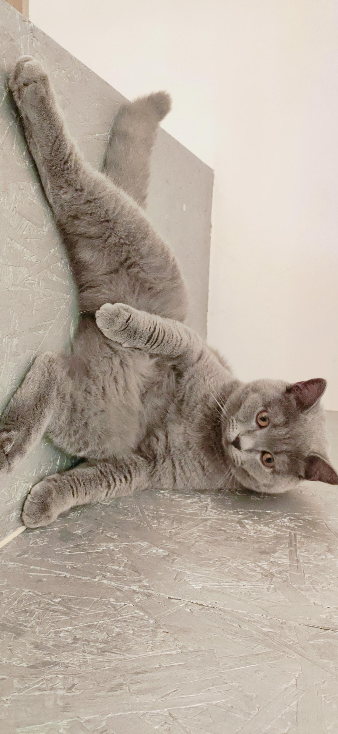 葛优躺的灰色猫咪 横屏电脑壁纸