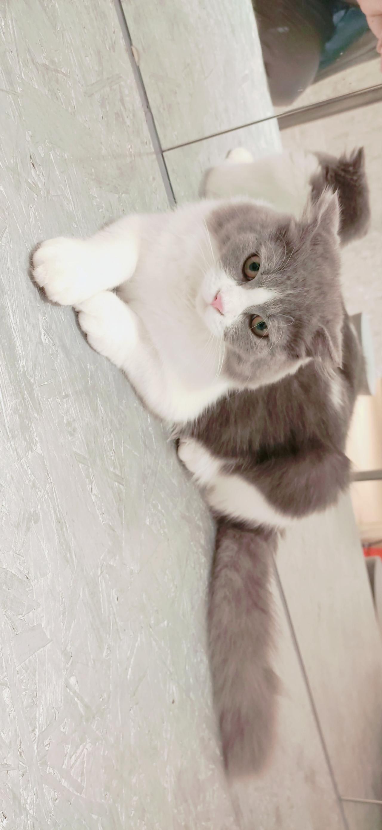 趴在镜子前大理石桌面的灰色和白色相间毛色的猫咪 横屏电脑壁纸
